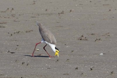 Masked Lapwing (Vanellus miles)