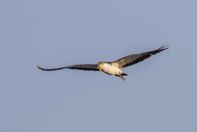 Masked Lapwing (Vanellus miles)
