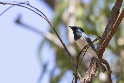 Leaden Flycatcher (Myiagra rubecula)