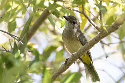 Mangrove Whistler (Pachycephala cinerea)