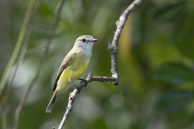 Lemon-bellied Flycatcher (Microeca flavigaster)