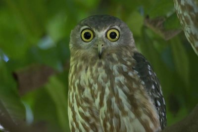 Barking Owl (Ninox connivens)