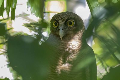 Rufous Owl (Ninox rufa)