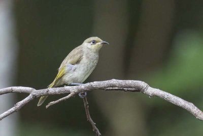 Brown Honeyeater (Lichmera indistincta)