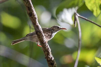 Barred Honeyeater (Glycifohia undulata)