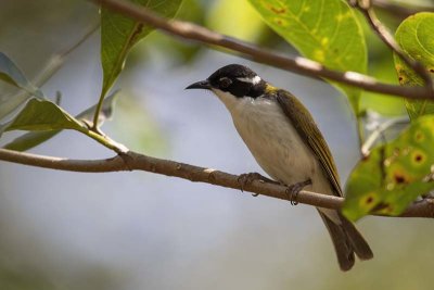 White-throated Honeyeater (Melithreptus albogularis)