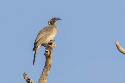 Silver-crowned Friarbird (Philemon argenticeps)