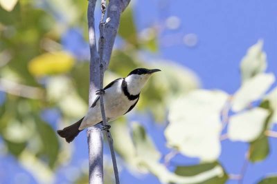 Banded Honeyeater (Cissomela pectoralis)