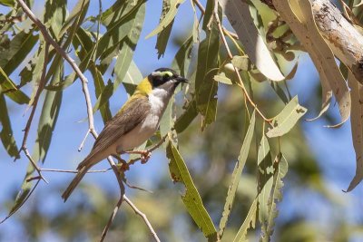 Black-chinned Honeyeater (Melithreptus gularis)