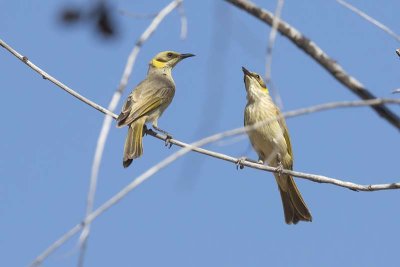 Grey-fronted Honeyeater (Ptilotula plumula)