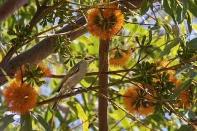 Grey-fronted Honeyeater (Ptilotula plumula)