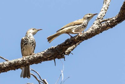 Barred Honeyeater (Glycifohia undulata)