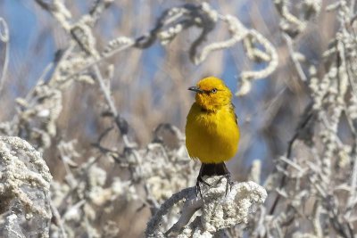 Yellow Chat (Epthianura crocea)