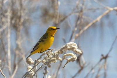 Yellow Chat (Epthianura crocea)