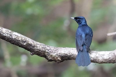 Shining Flycatcher (Myiagra alecto) -- male