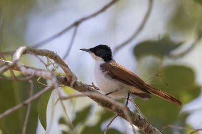 Shining Flycatcher (Myiagra alecto) -- female