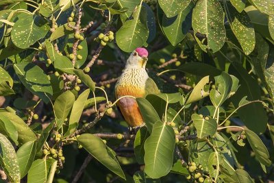 Rose-crowned Fruit Dove (Ptilinopus regina)