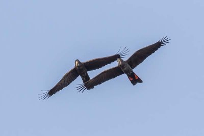 Red-tailed Black Cockatoo (Calyptorhynchus banksii)