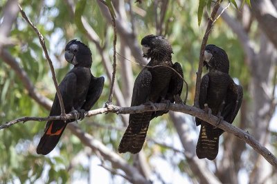 Red-tailed Black Cockatoo (Calyptorhynchus banksii)