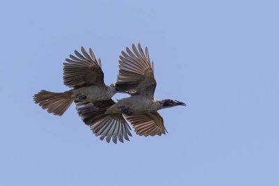 Helmeted Friarbird (Philemon buceroides)