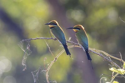 Rainbow Bee-eater (Merops ornatus)