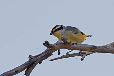 Striated Pardalote (Pardolotus striatus)