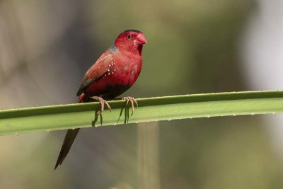 Crimson Finch (Neochmia phaeton) -- male