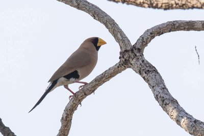 Masked Finch (Poephila personata)