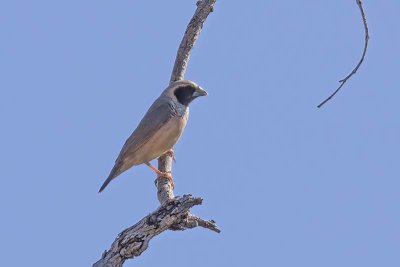 Pictorella Mannikin (Heteromunia pectoralis)