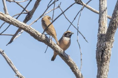 Pictorella Mannikin (Heteromunia pectoralis)