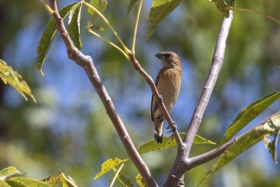 Yellow-rumped Mannikin (Lonchura flaviprymna)