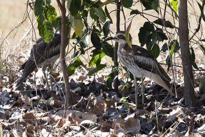 Bush Stone-curlew (Burhinus grallarius)