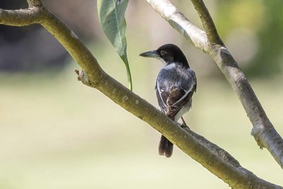 Silver-backed Butcherbird (Cracticus argenteus)