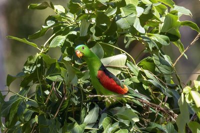 Red-winged Parrot (Aprosmictus erythropterus) -- male