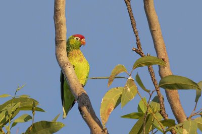 Varied Lorikeet (Psitteuteles versicolor)