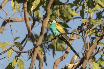 Hooded Parrot (Psephotellus dissimilis)