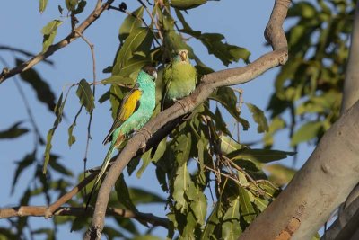 Hooded Parrot (Psephotellus dissimilis)