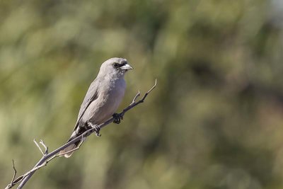 Black-faced Woodswallow (Artamus cinereus)