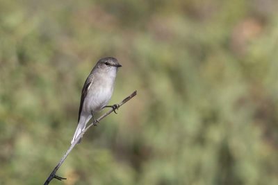 Jacky Winter (Microeca fascinans)