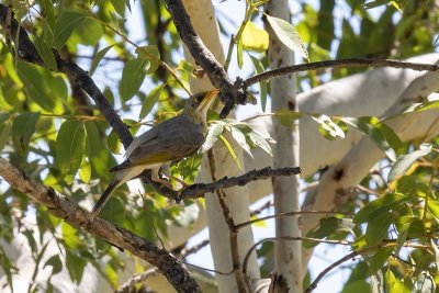 Yellow-throated Miner (Manorina flavigula)