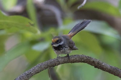 Arafura Fantail (Rhipidura dryas)