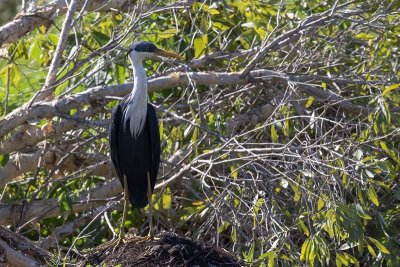 Herons, Bitterns (Ardeidae)