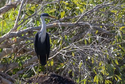 Pied Heron (Egretta picata)