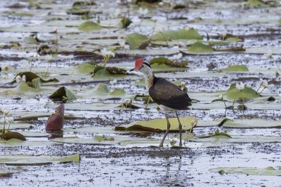 Lotusbird (Irediparra gallinacea)