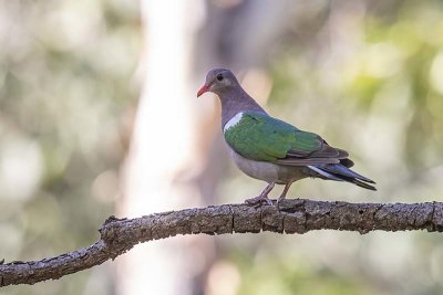 Pacific Emerald Dove (Chalcophaps longirostris)