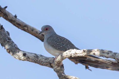 Diamond Dove (Geopelia cuneata)