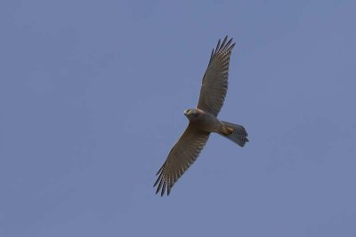 Brown Goshawk (Accipiter fasciatus)