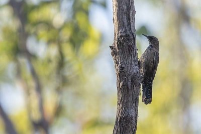 Black-tailed Treecreeper (Climacteris melanurus)