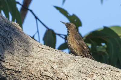 Black-tailed Treecreeper (Climacteris melanurus)