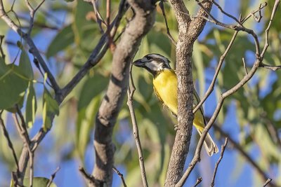 Crested Shriketit (Falcunculus frontatus)